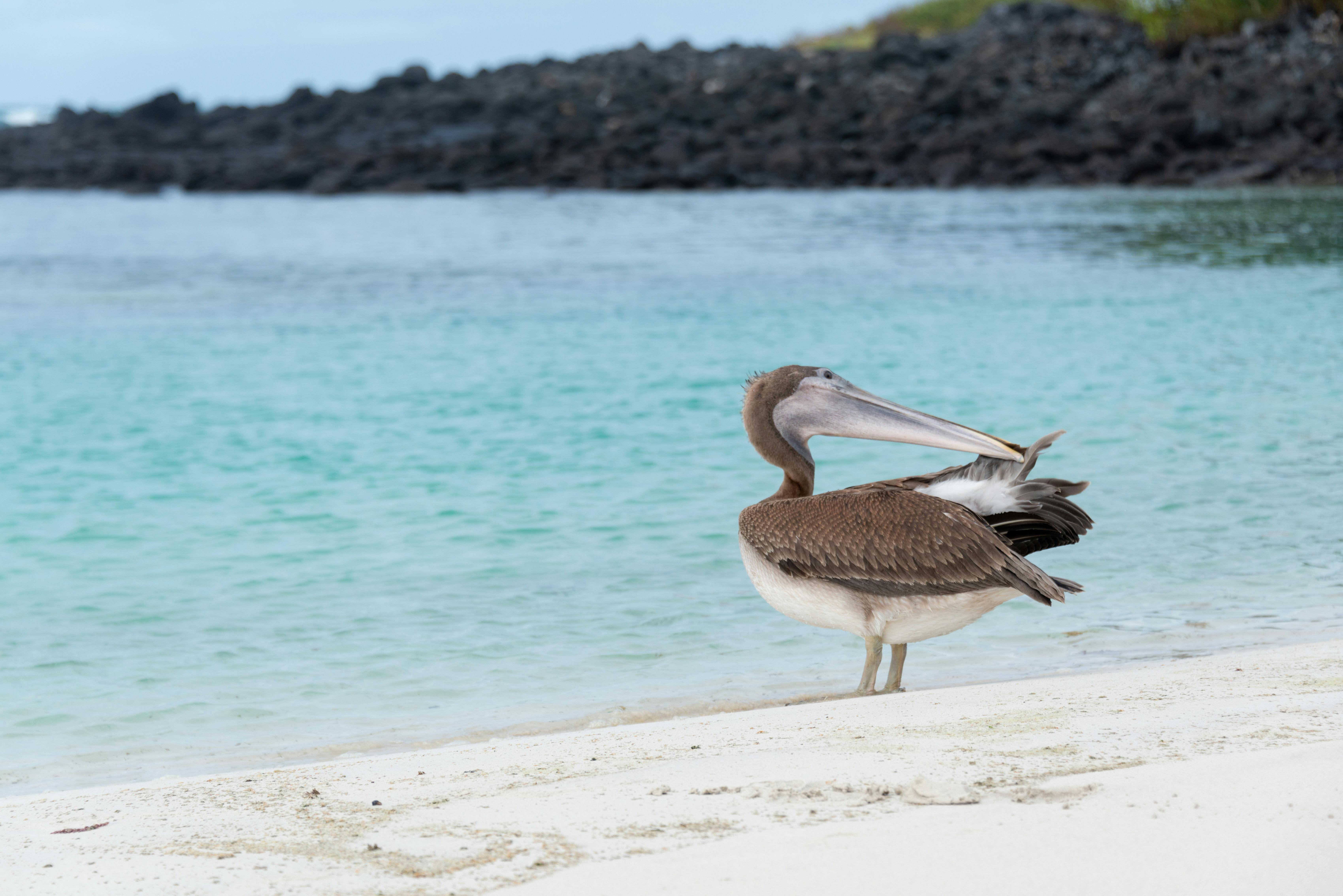 Global Ocean Acocunts Partnership